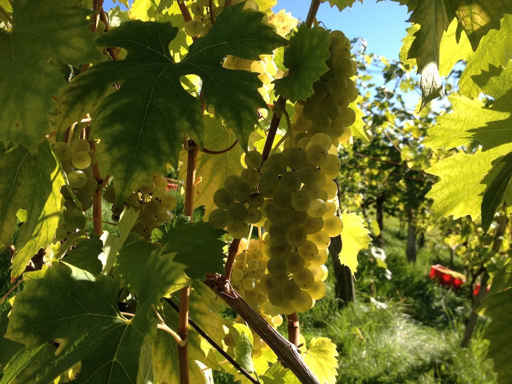 مبيت وإفطار Ratsch an der Weinstraße Weingut Koegl المظهر الخارجي الصورة