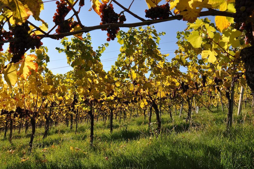 مبيت وإفطار Ratsch an der Weinstraße Weingut Koegl المظهر الخارجي الصورة